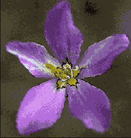  Mosaic ()  Ripple ()