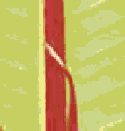    Adobe PDF