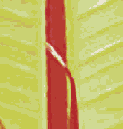    Adobe PDF